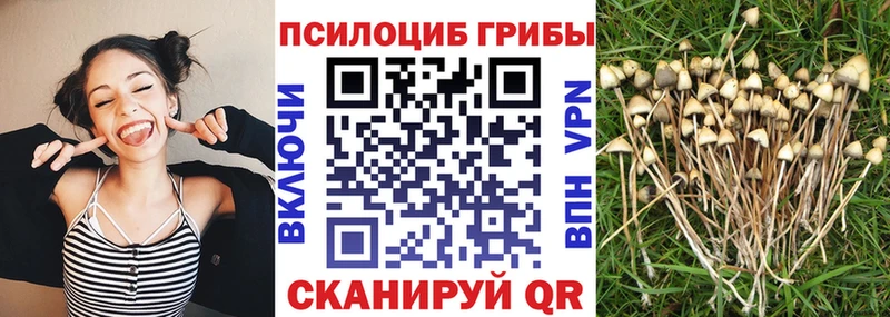 гидра ссылки  Советск  Псилоцибиновые грибы Cubensis 